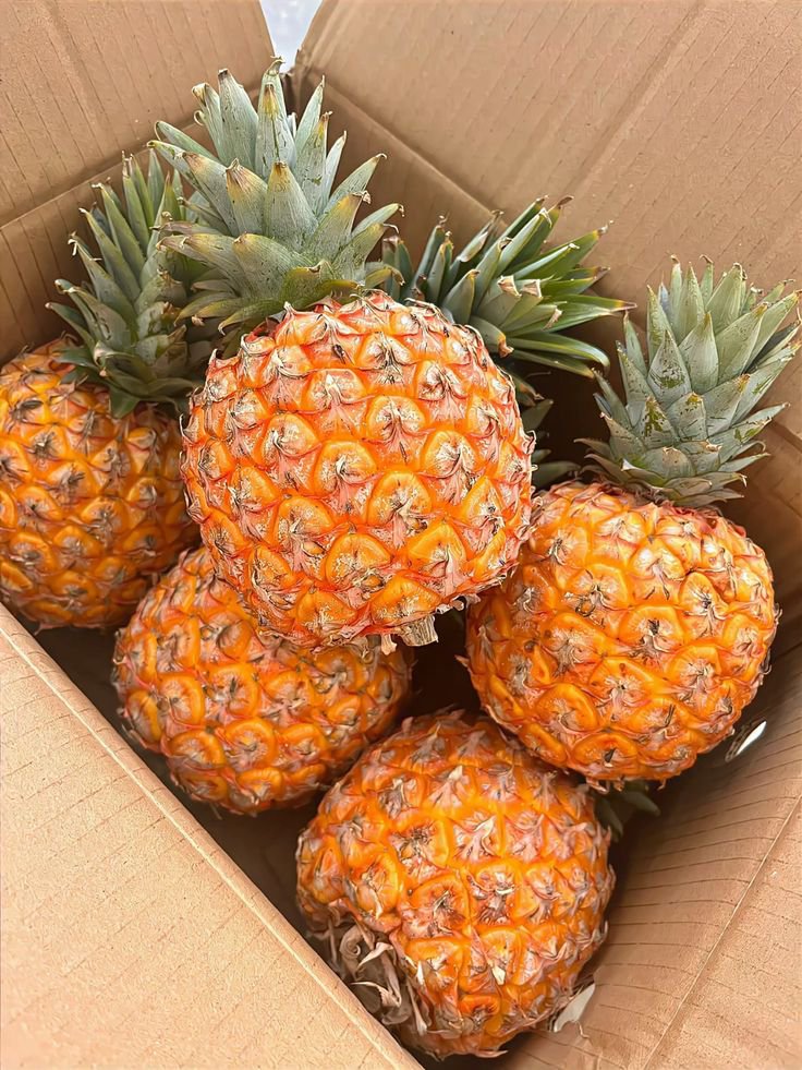 Fruitaesthetic's tweet photo. https://t.co/FV976rwXvO