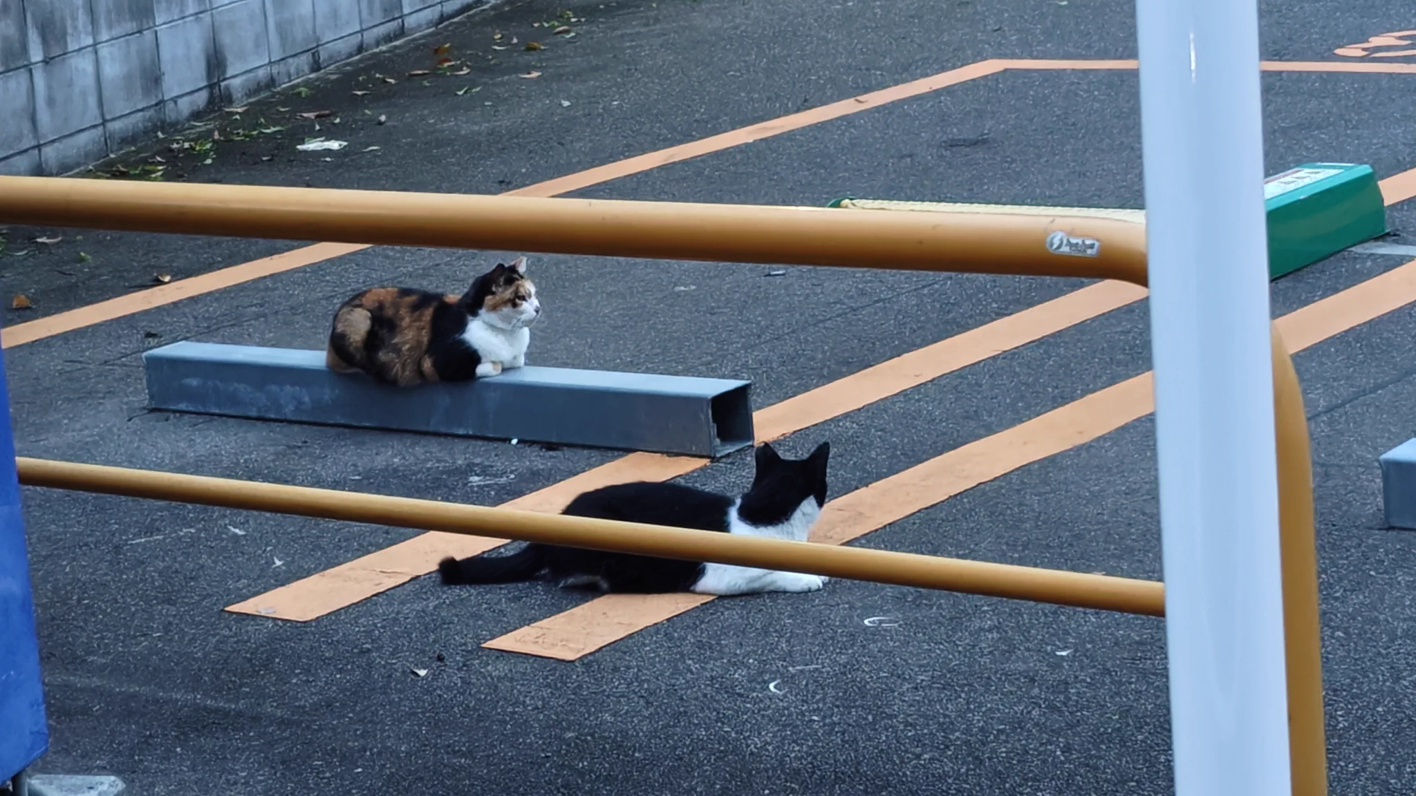 レイピダ＠🐱🚅(っ'-')╮ =͟͟͞͞💊🦠 on X: 