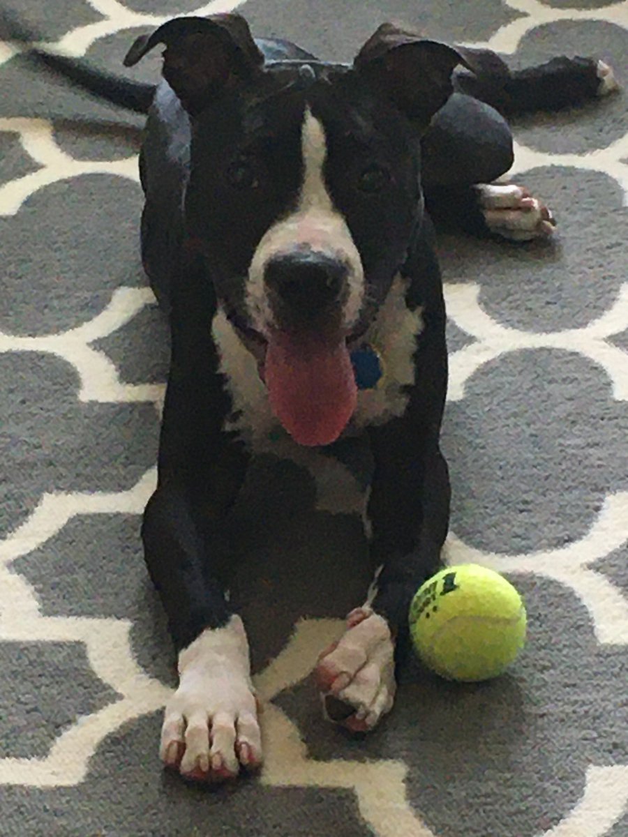 ElBolilloJ316's tweet photo. @RareImagery Muttbull, pure love! https://t.co/kVD5lNfaBu