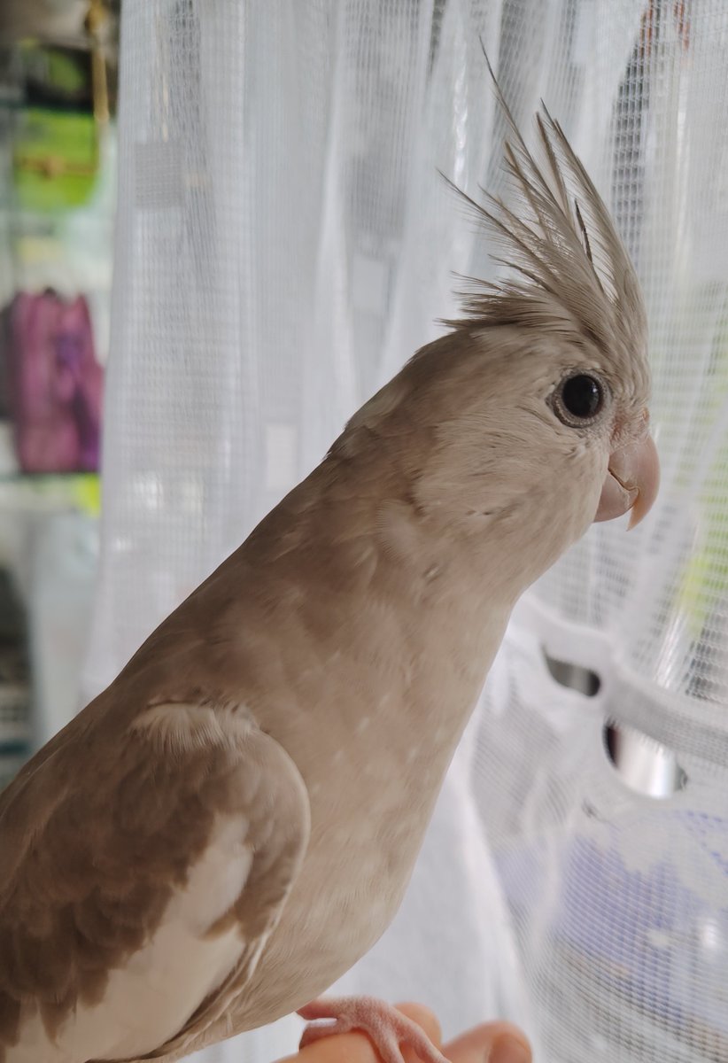 tanunnu's tweet photo. 🐣ﾇｯ https://t.co/Xaqidtd9Sg