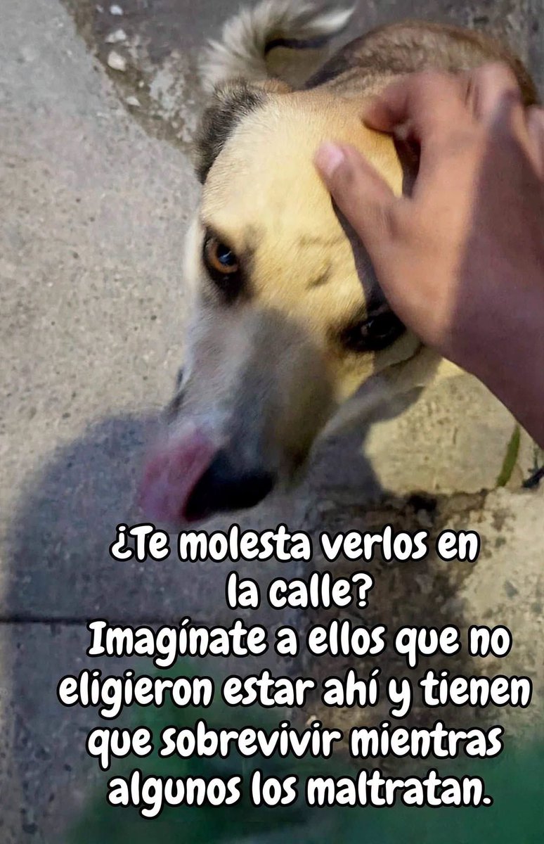 mavica7's tweet photo. No están en la calle porque quieren. 
Están ahí porque alguien los abandonó, porque nadie los eligió. 
Si te molesta verlos, imagina lo que sienten ellos todos los días: hambre, frío, miedo y a veces golpes. 
Un poco de empatía, agua y una caricia puede cambiarles el día. 
No los maltrates, ayúdalos. 🐾💔