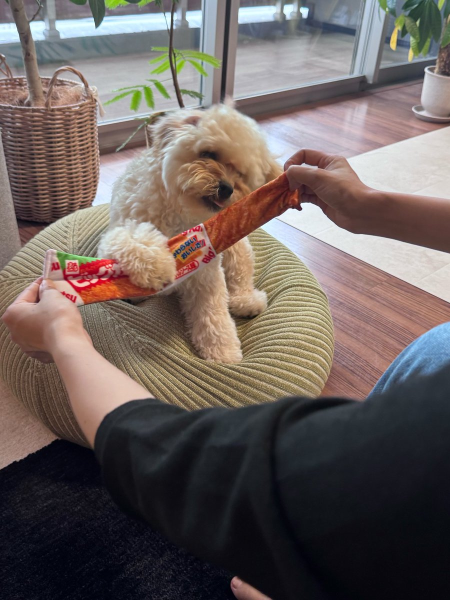 fika_1122's tweet photo. 初めてのビッグカツに大興奮の犬🐶
※犬用おもちゃです笑
#ペキプー #ビッグカツ #犬好きな人と繋がりたい https://t.co/T0WsJFJbA8