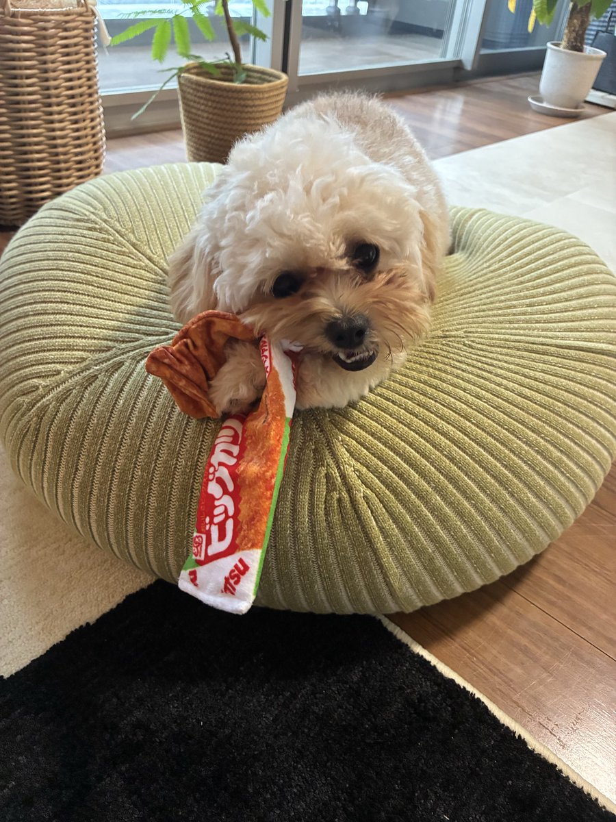 fika_1122's tweet photo. 初めてのビッグカツに大興奮の犬🐶
※犬用おもちゃです笑
#ペキプー #ビッグカツ #犬好きな人と繋がりたい https://t.co/T0WsJFJbA8