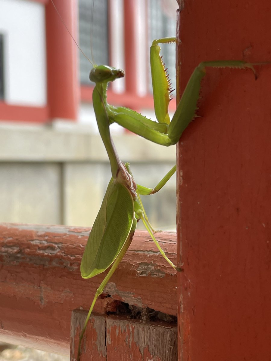 Kurama_dera's tweet photo. カマキリが日向ぼっこをしていました。
季節は進んでいます。

様々ないのちが、それぞれにしかし互いにつながり合いながら生きています。

#鞍馬寺 
#カマキリ
#Kurama https://t.co/3t5PbCK6Dx