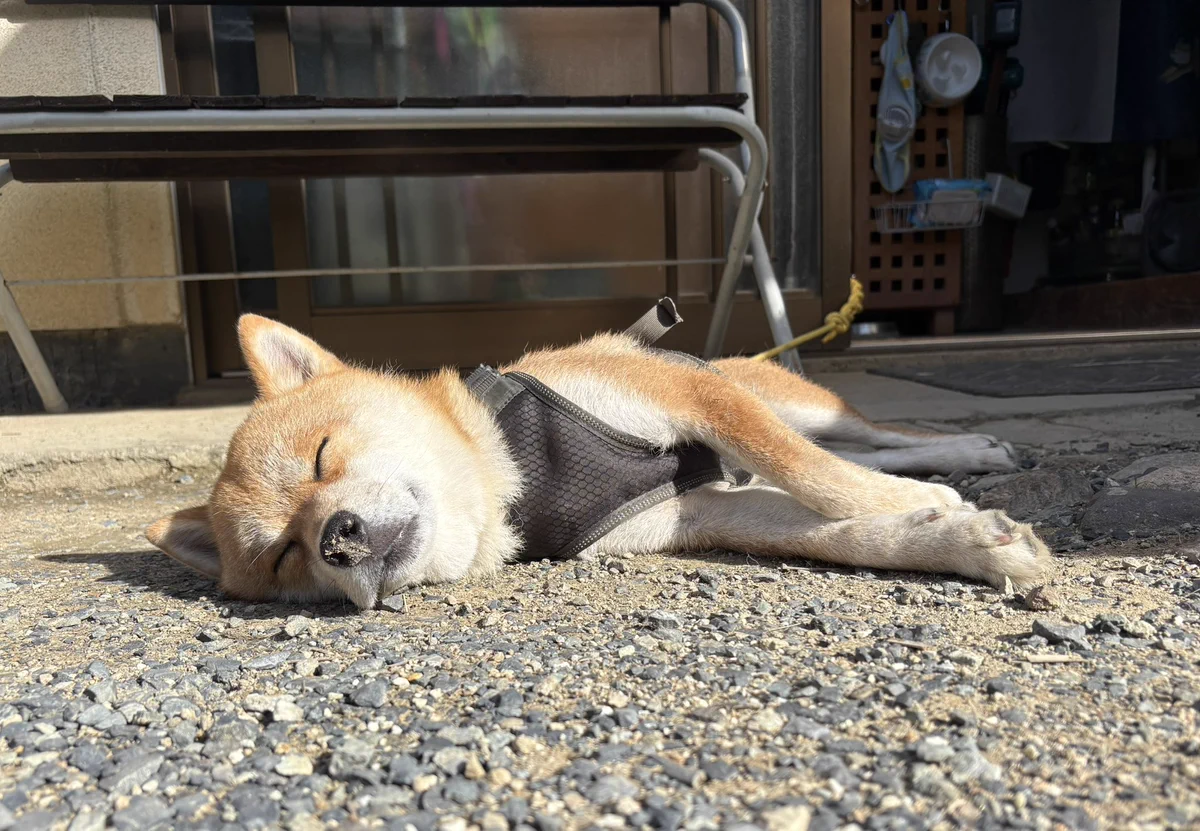 福ちゃん (@fuku_shiba29) / X