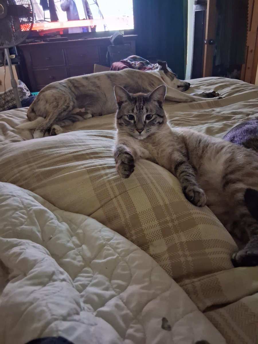 Royallioness20's tweet photo. @boonecutler Simon, my cat in foreground, Captain my puppy in the rear. https://t.co/CZje3MnTwl