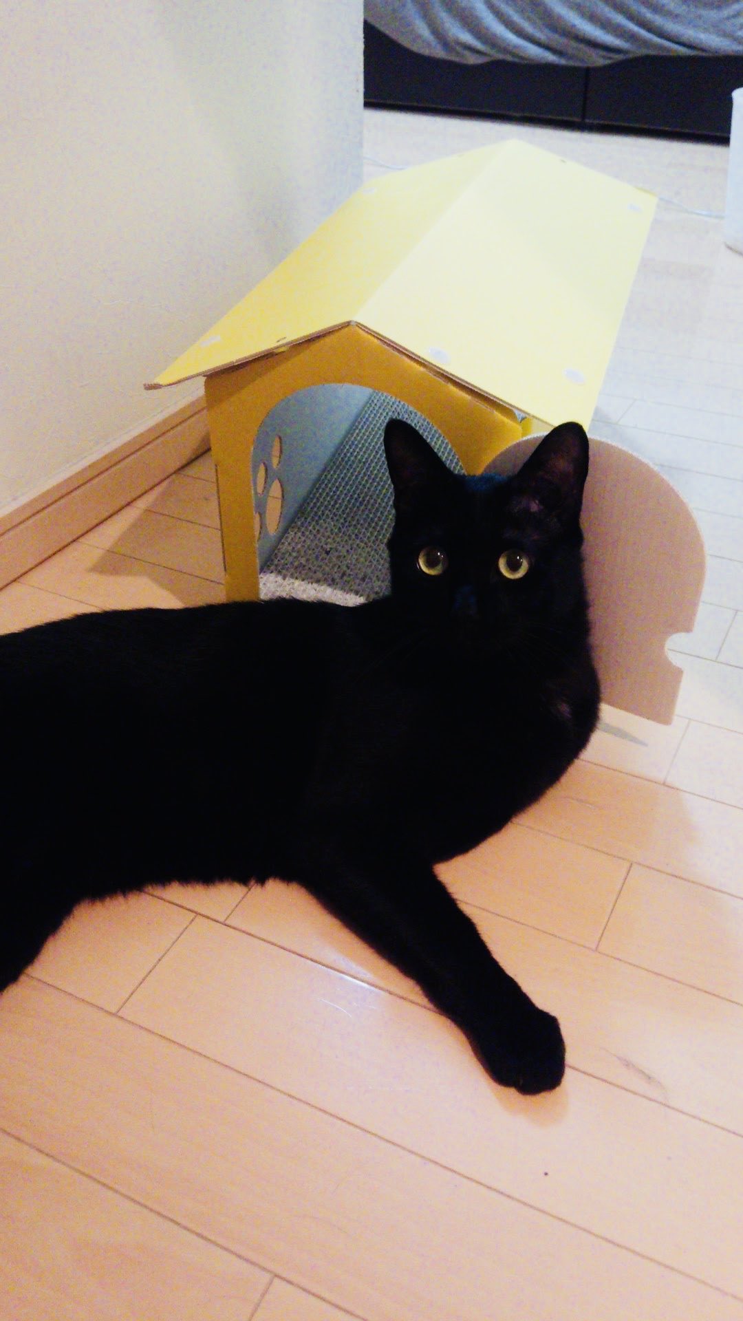かずよん🐈‍⬛黒猫りゅう🌟9/22そうさくマーケット🌟10/24.25ラブリー