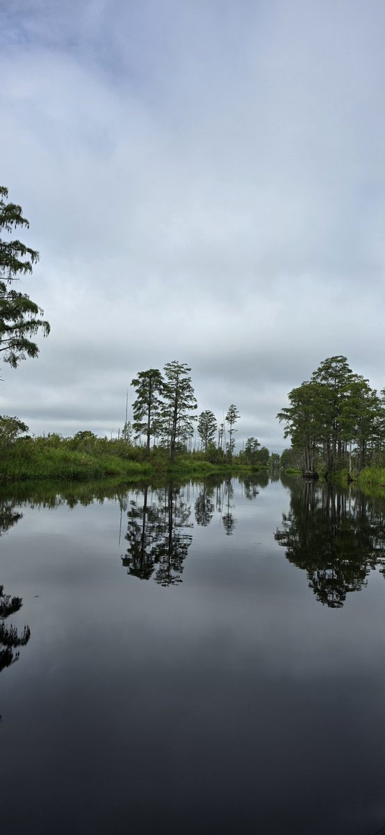Oldcrow2001's tweet photo. Okefenokee Swamp. https://t.co/4mbOEBS3tj