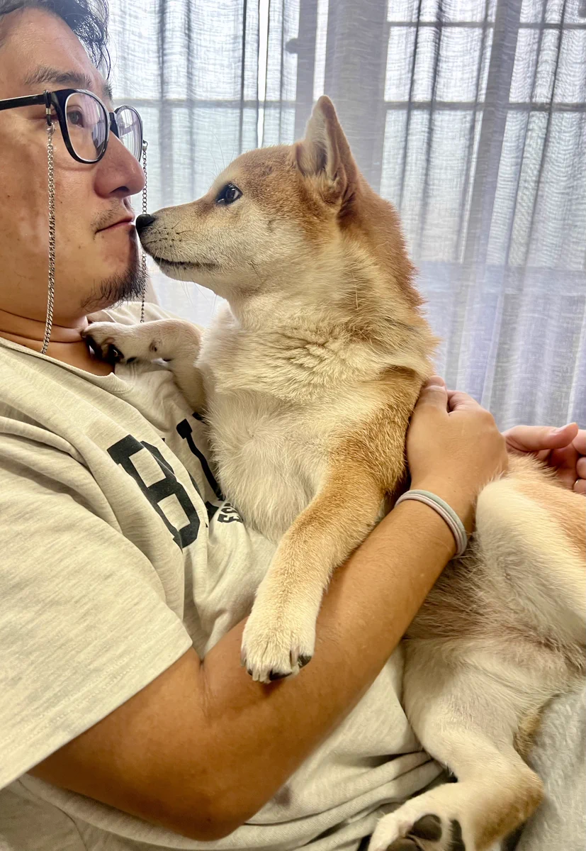 シヴァ犬こむぎっす🐾豆シヴァわらび on X: 