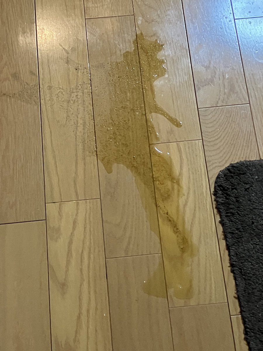 anijyahiro's tweet photo. 少し汚くてごめんなさい🙏
昨夜、下痢をし大量の水と便をしちゃいました。腫瘍も100 gまで肥大し、相当苦しいと思います。
神様、どうかこの苦しみを少しだけでも和らげてあげて下さい。涙
#保護猫 #猫 #cat #癌 #リンパ腫 #緩和ケア #キジトラ #猫の気持ち #猫と繋がりたい #猫との暮らし https://t.co/deMXSaW9IN