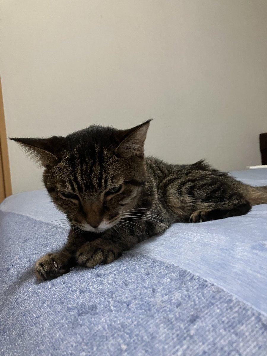 anijyahiro's tweet photo. 少し汚くてごめんなさい🙏
昨夜、下痢をし大量の水と便をしちゃいました。腫瘍も100 gまで肥大し、相当苦しいと思います。
神様、どうかこの苦しみを少しだけでも和らげてあげて下さい。涙
#保護猫 #猫 #cat #癌 #リンパ腫 #緩和ケア #キジトラ #猫の気持ち #猫と繋がりたい #猫との暮らし https://t.co/deMXSaW9IN