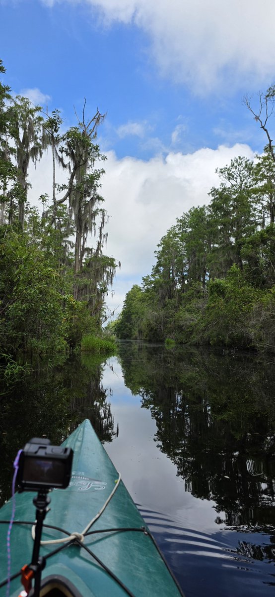 Oldcrow2001's tweet photo. Okefenokee Swamp. https://t.co/4mbOEBS3tj