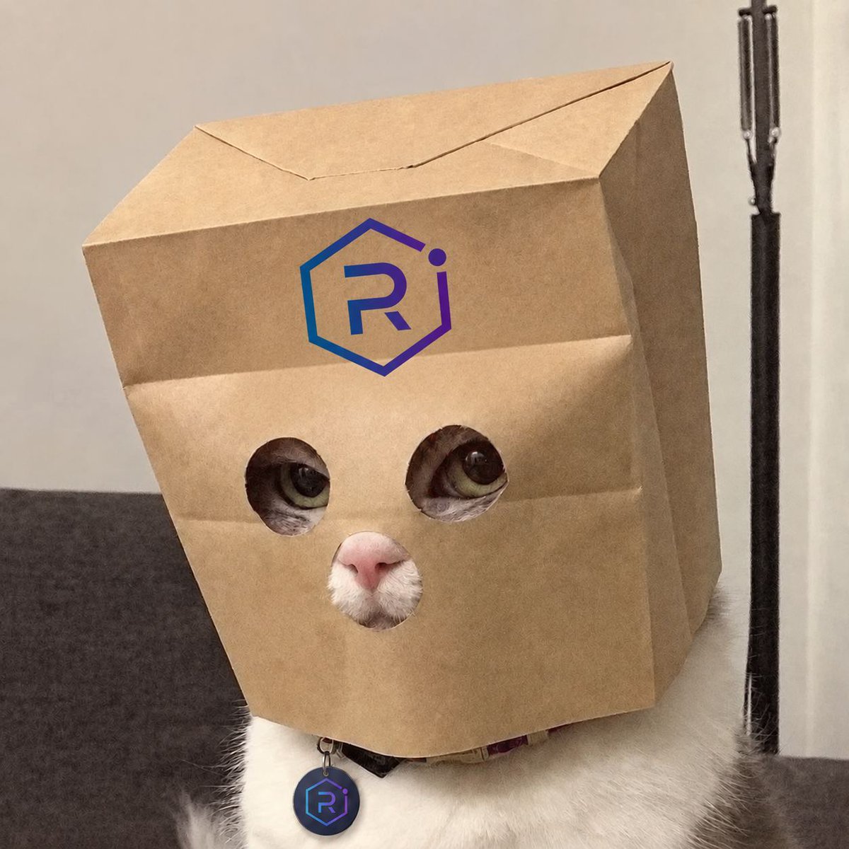 Raydium's tweet photo. Zbag stays on https://t.co/dK3GMPShMc
