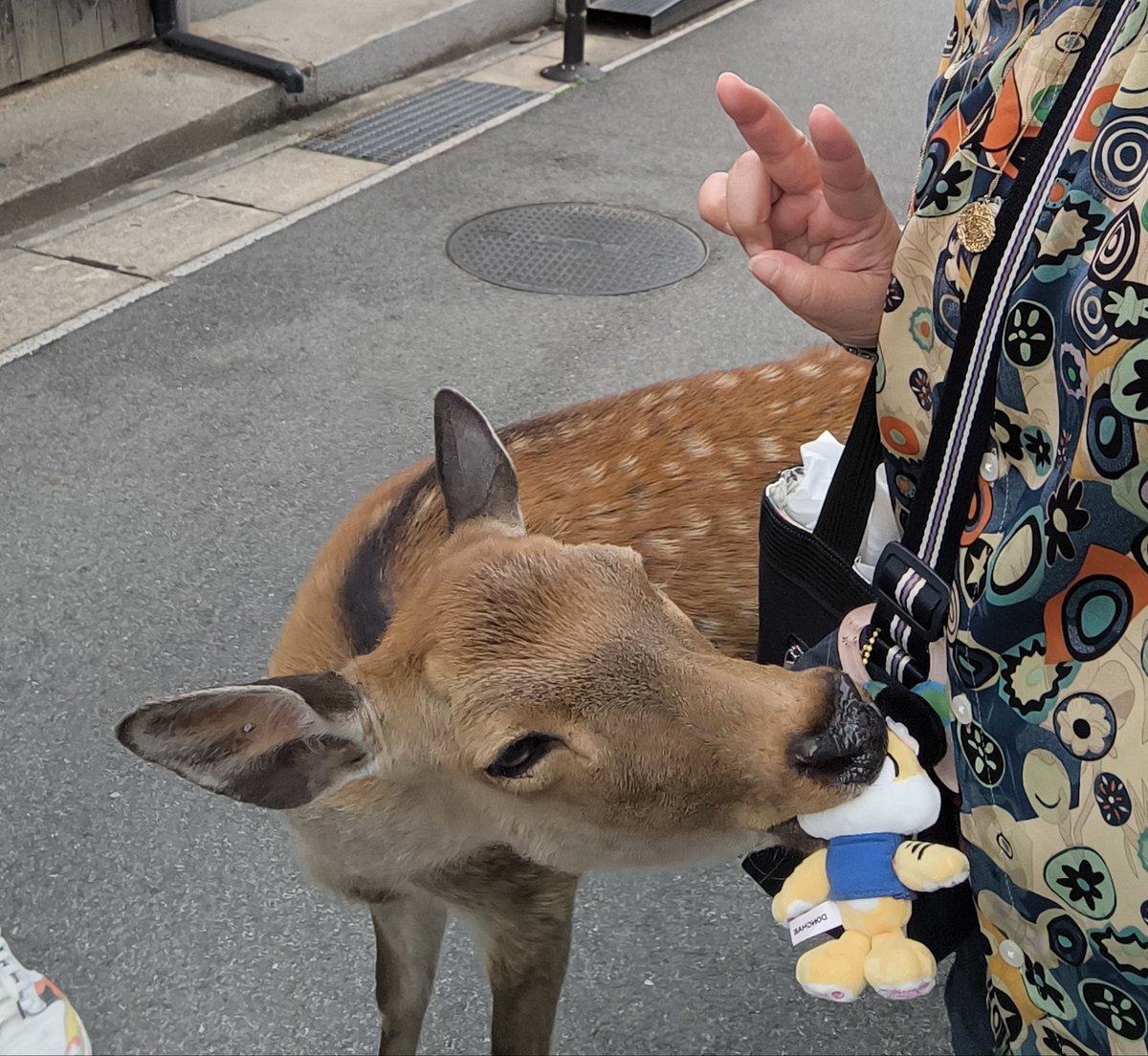 daimma_'s tweet photo. 奈良で鹿と戯れようとしてたら、ドンヘぬい鹿に食われる🤣
鹿にこのぬいめちゃくちゃ追われたꉂ🤣𐤔
 #奈良の鹿
 #동해
 #DONGHAE🐯 https://t.co/dA7rPiv95i