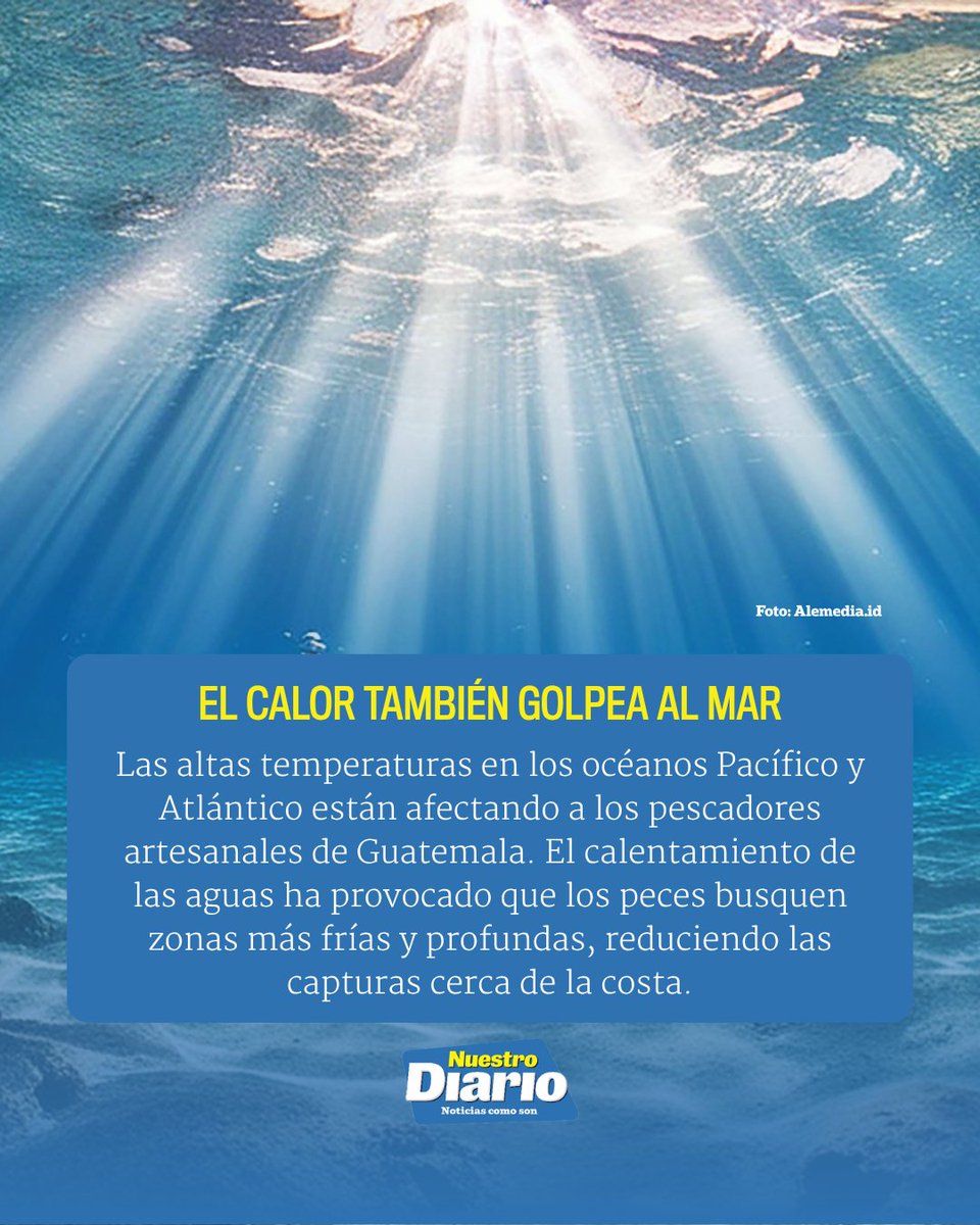 NuestroDiario's tweet photo. 🌊🐟 EL CALOR TAMBIÉN GOLPEA A LOS PESCADORES 🌊☀️

#PorSiNoLoViste Las altas temperaturas de los océanos Pacífico y Atlántico han alejado los bancos de peces hacia aguas más profundas, obligando a los pescadores a recorrer mayores distancias y gastar más en combustible. Las capturas han caído de hasta ocho quintales a apenas uno o dos, mientras los bajos precios que reciben de intermediarios reducen aún más las ganancias de cientos de familias que dependen de esta actividad 🎣.

#NuestroDiario, noticias como son. 📰
#ComunidadND #DigitalND