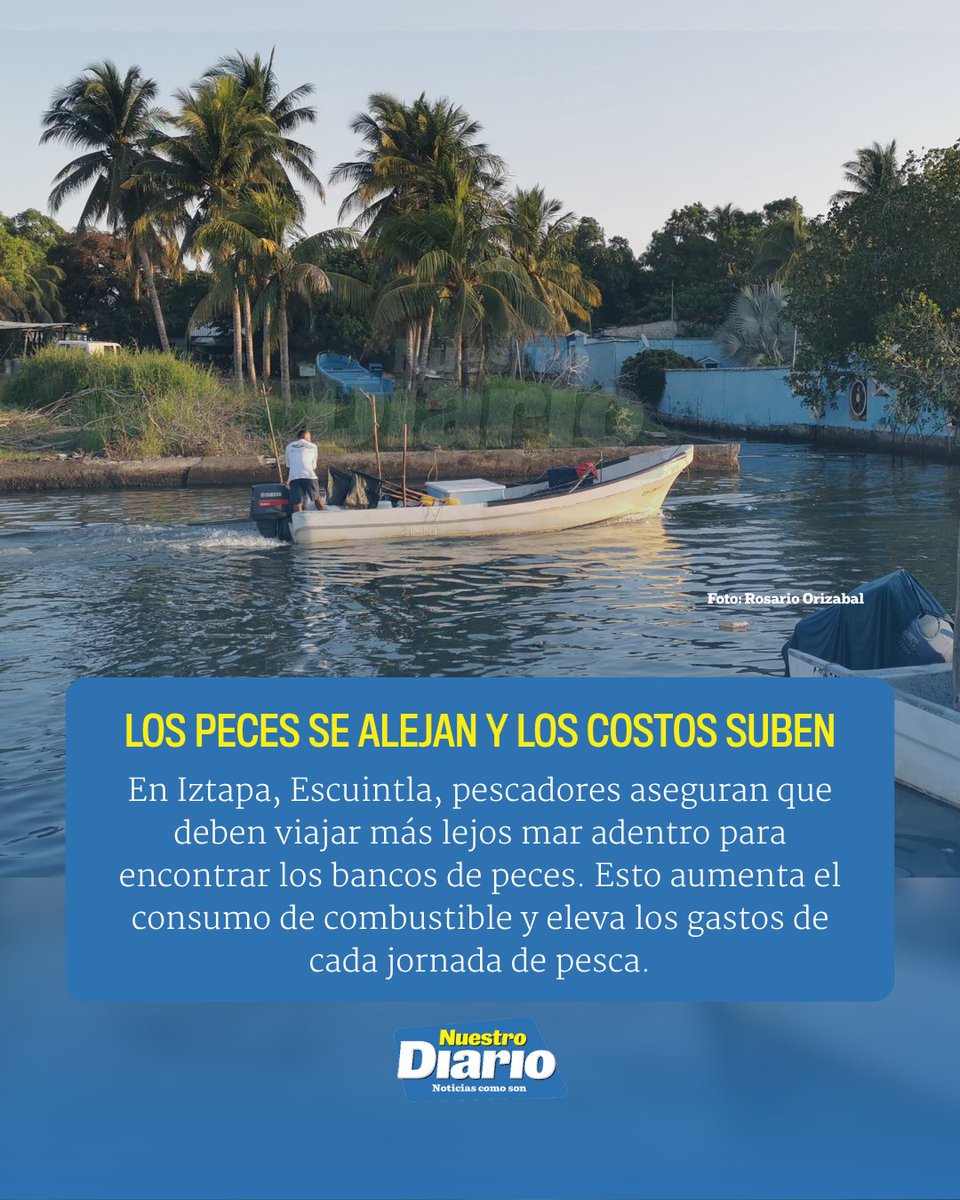 NuestroDiario's tweet photo. 🌊🐟 EL CALOR TAMBIÉN GOLPEA A LOS PESCADORES 🌊☀️

#PorSiNoLoViste Las altas temperaturas de los océanos Pacífico y Atlántico han alejado los bancos de peces hacia aguas más profundas, obligando a los pescadores a recorrer mayores distancias y gastar más en combustible. Las capturas han caído de hasta ocho quintales a apenas uno o dos, mientras los bajos precios que reciben de intermediarios reducen aún más las ganancias de cientos de familias que dependen de esta actividad 🎣.

#NuestroDiario, noticias como son. 📰
#ComunidadND #DigitalND