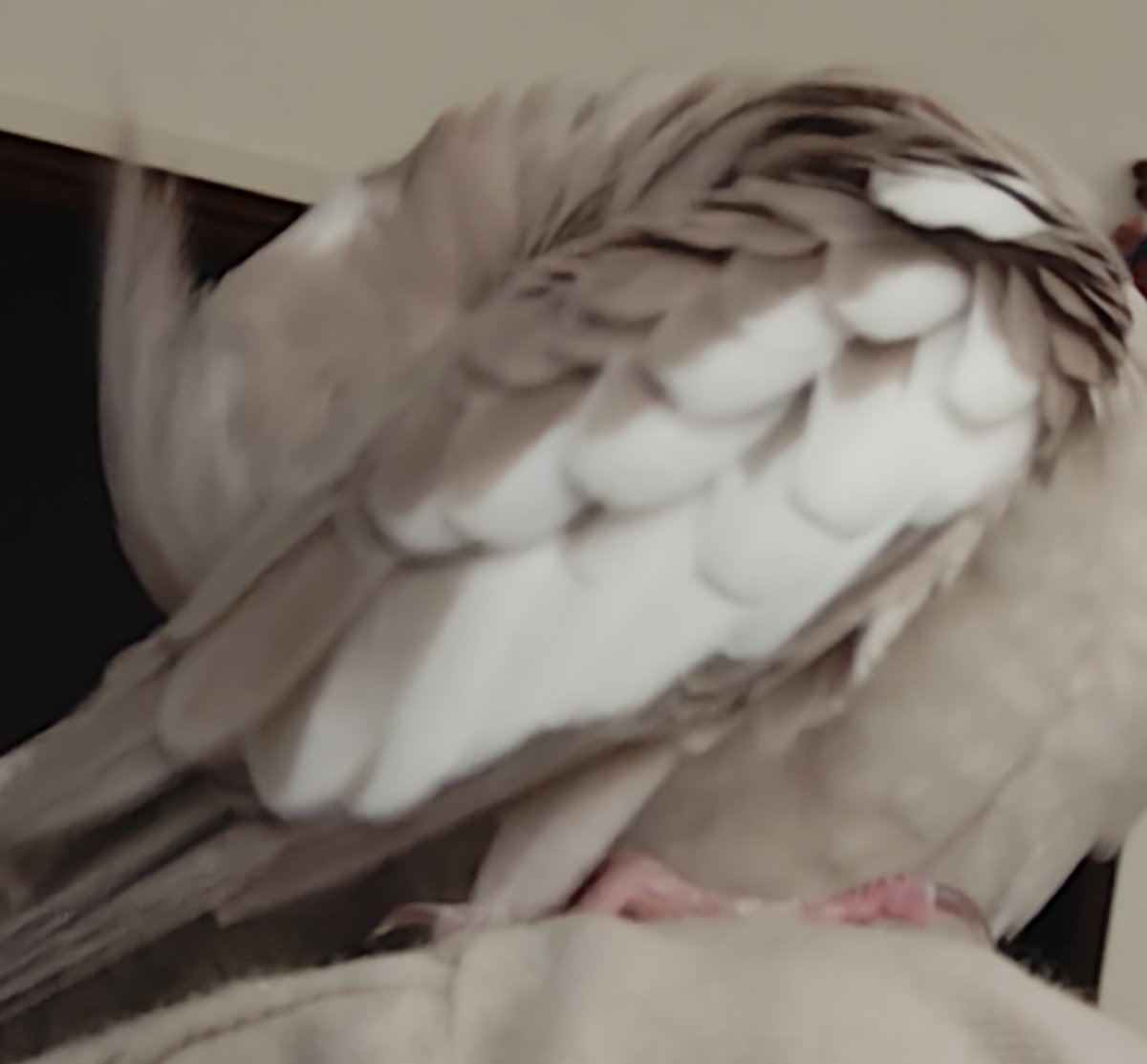 tanunnu's tweet photo. 人の上を駆け回るちびっ子🐣の図 https://t.co/bPr4HlPQfg
