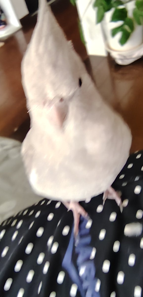 tanunnu's tweet photo. 人の上を駆け回るちびっ子🐣の図 https://t.co/bPr4HlPQfg