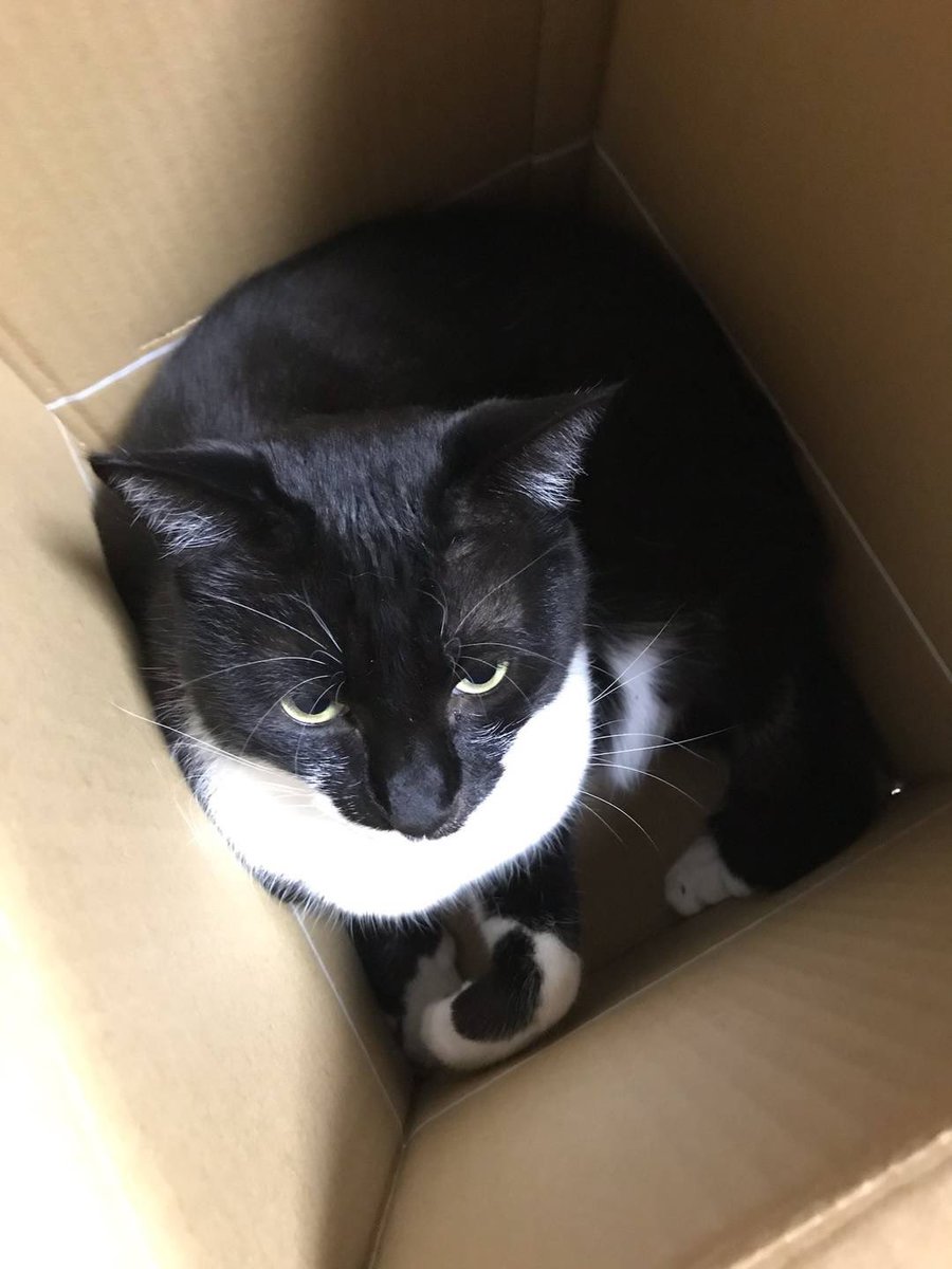 SzmLy0611's tweet photo. 9月2日朝7時30分頃、久根別2丁目の自宅から親が洗濯物を外に出す際に家のドアから脱走してしまいました。近隣を毎日探していますが、見つかりません。性格は警戒心が強く体は大きいです。見かけた方や保護されてる方いましたら、どんな情報でも構いませんご連絡お願いいたします。
#拡散希望
#迷い猫 https://t.co/adfbFdMmLC