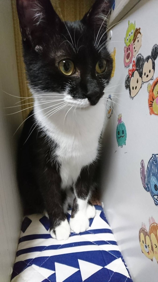 SzmLy0611's tweet photo. 9月2日朝7時30分頃、久根別2丁目の自宅から親が洗濯物を外に出す際に家のドアから脱走してしまいました。近隣を毎日探していますが、見つかりません。性格は警戒心が強く体は大きいです。見かけた方や保護されてる方いましたら、どんな情報でも構いませんご連絡お願いいたします。
#拡散希望
#迷い猫 https://t.co/adfbFdMmLC