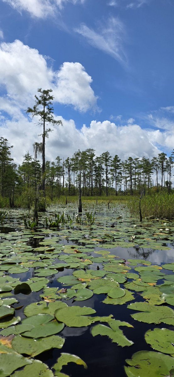 Oldcrow2001's tweet photo. Okefenokee Swamp. https://t.co/4mbOEBS3tj