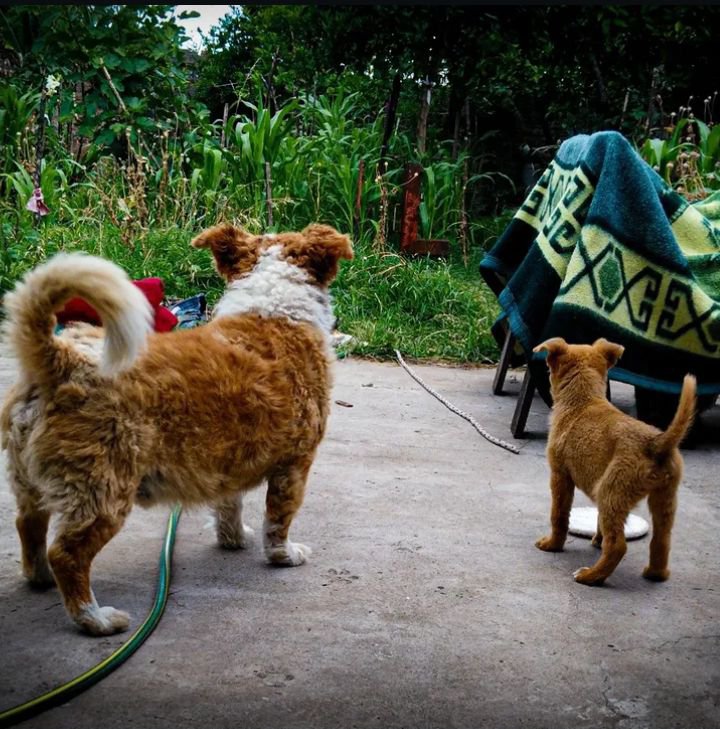 avieritus's tweet photo. @Arroyo_F1 mis perritos ya están juntos en su cielo , solo espero poder volver a verlos https://t.co/6ODzP5xOFD