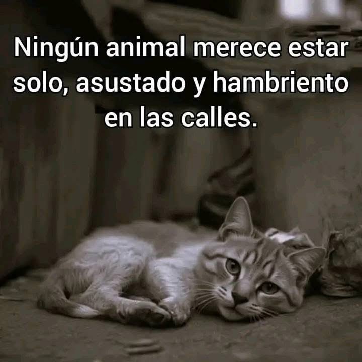 marq31995's tweet photo. Ayúdalos https://t.co/Yr8h3XpRnC