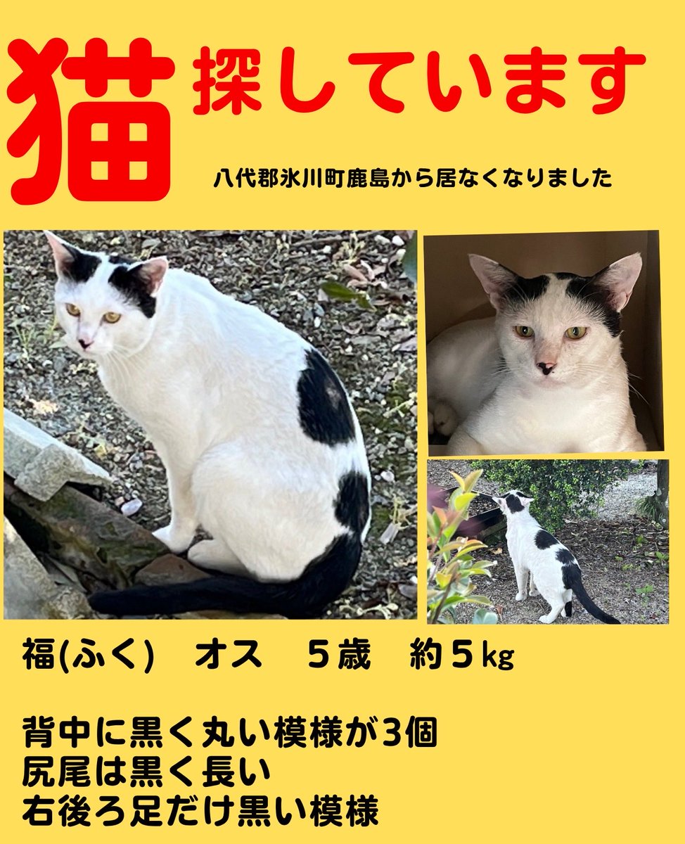 cocoro195's tweet photo. ＃猫を探しています
＃熊本県八代郡氷川町
福ちゃん居なくなって半年。
全壊の家はいずれ解体。
形がある内に帰って来て欲しい。

数ヶ月前に迷子になった猫さんが見つかった投稿を見て、福ちゃんもどこかで優しい方のお世話になって元気に過ごしてくれていたらと願うばかりです。 https://t.co/pFoxbCIH8q
