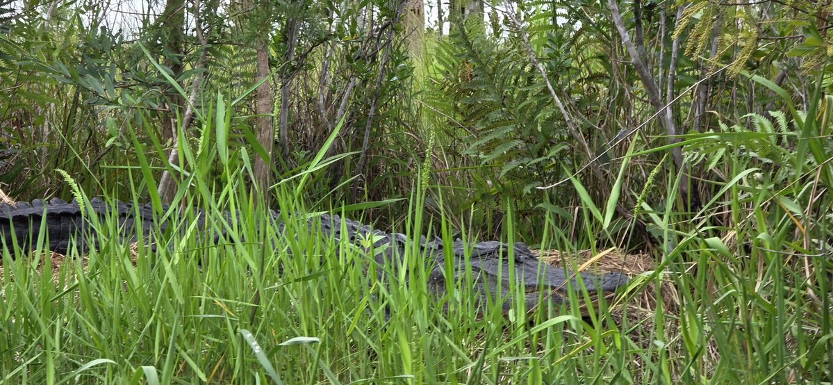 Oldcrow2001's tweet photo. Masters of Okefenokee Swamp. https://t.co/mH79BThUdC
