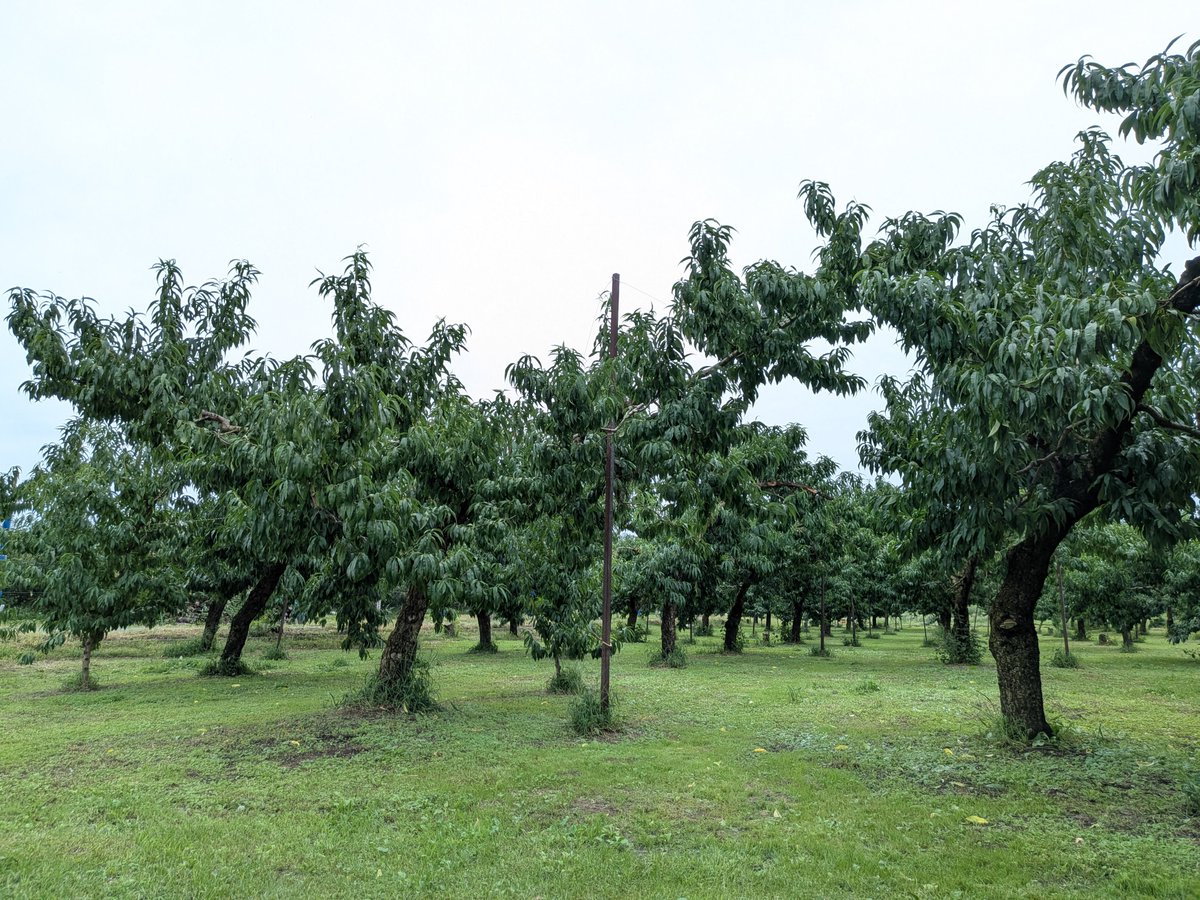 katahiranoen's tweet photo. おかげさまで今シーズンのモモはすべて終了いたしました。

ご利用いただき誠にありがとうございました🙂‍↕️

当園では既にブドウの出荷が始まっております🍇

福島の果物まだまだ続きます！
今後ともよろしくお願い申し上げます🙇‍♂️

#片平農園 https://t.co/Za5Bqfyn2q