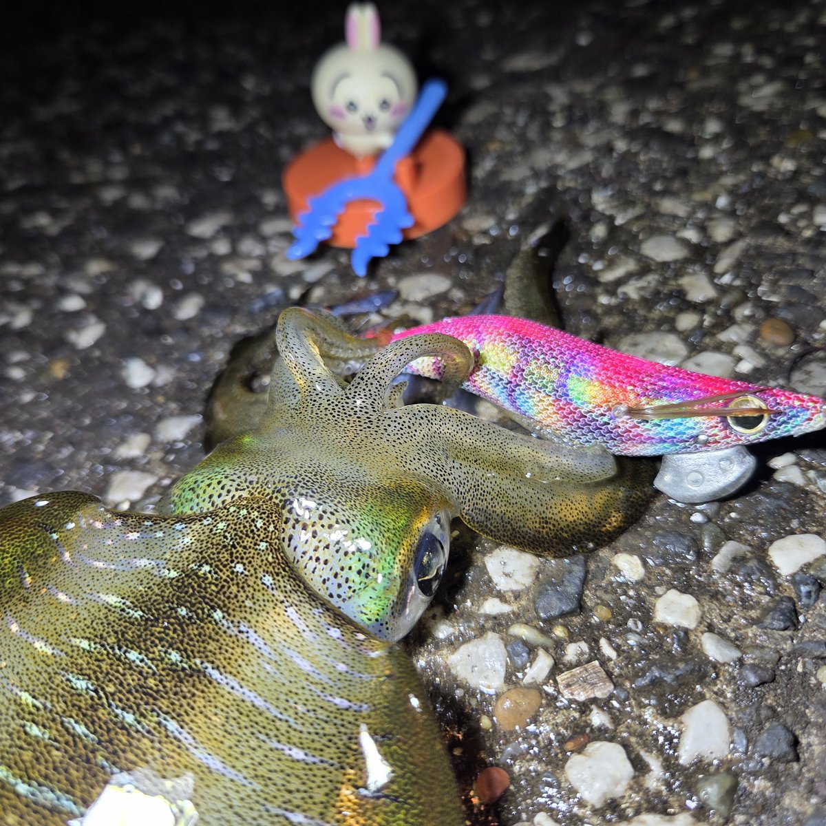 PNCHPNDA's tweet photo. 昨晩は三浦半島南部岸壁へアオリイカを狙ってエギングに行ってきました！

そして…

イヤッハ！っと本命をキャッチ！

しかも今回は秋イカにしてはサイズもまあまあ。

あまりに嬉しくて、流行りの『ちいかわ』にもあやかってみました！

武器は違えど臨場感がでますね！

プルャ！ https://t.co/BI8UTPr2A2