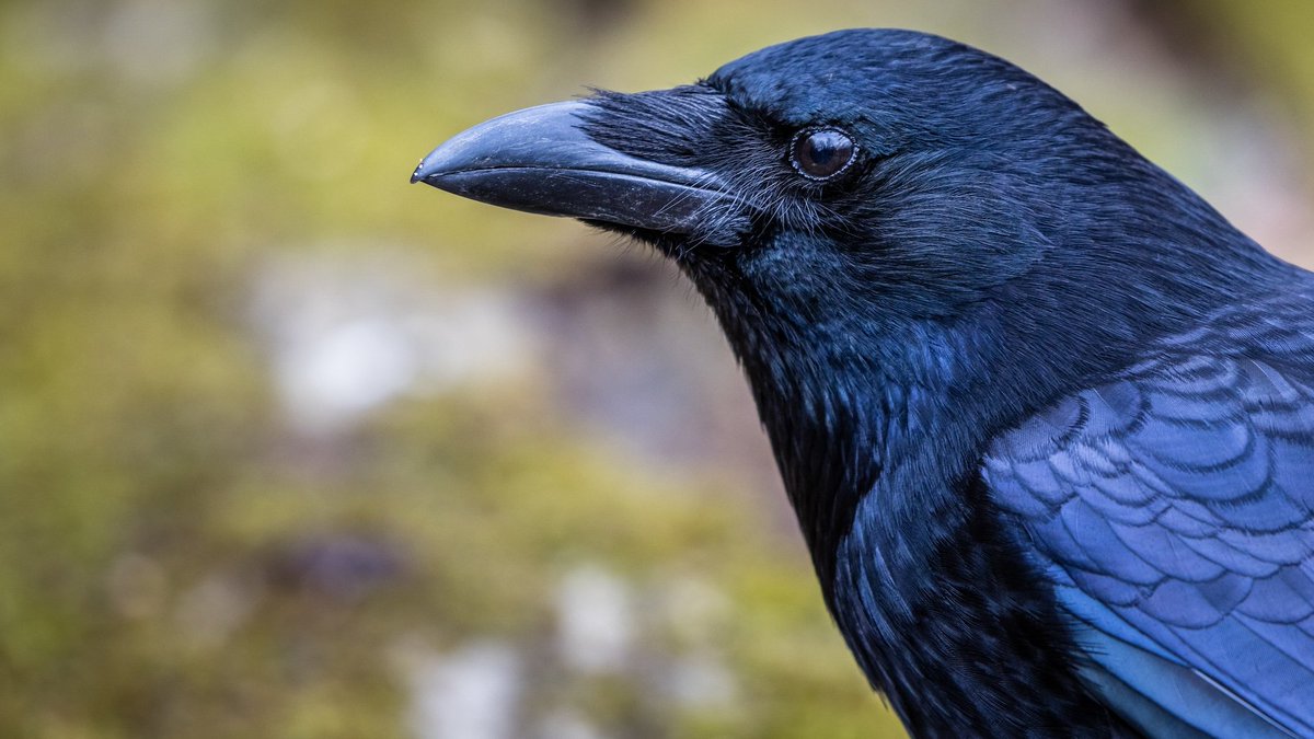 kel55577239276's tweet photo. @I_am_da_BOM @a_b_phillips Probably because crows look like this https://t.co/Lhv7zQ8zOd