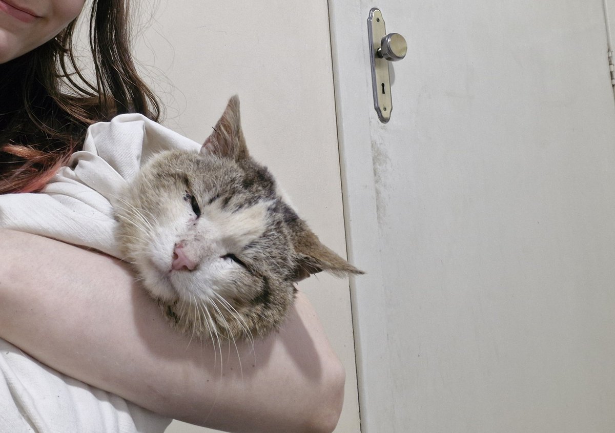 ceoeris's tweet photo. gnt resgatei esse bebê da rua desnutrido fiv e felv positivo e com uma infecção generalizada. se puderem me ajudar com qualquer valor pra pagar o tratamento e a internação dele eu agradeço mas se só compartilharem já ajuda muito ❤️

chave pix: erisnpessoa@gmail.com https://t.co/3rJPJWU9k9