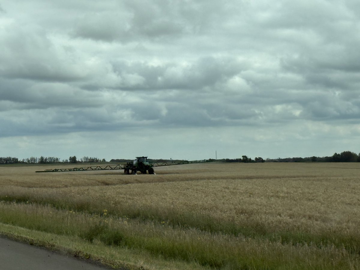 SmaielDanny's tweet photo. Tis the season! Crops look great for the rain volume this yr
#laclabiche https://t.co/SAiDOrkrqQ