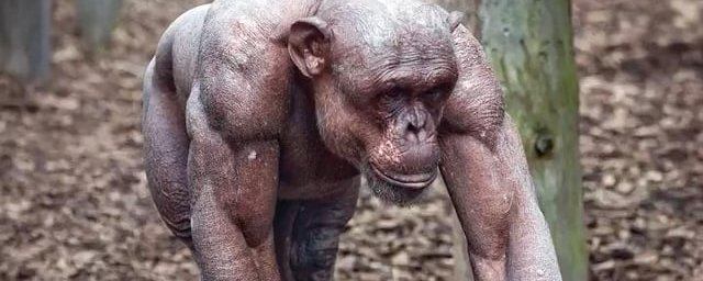 Un combattant MMA veut affronter un chimpanzé : rumeur virale, stunt crypto et impasse juridique