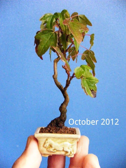 macotisima's tweet photo. カエデと善福寺鉢。
2012年から私のもとで育てているのでもう14年。細幹を意識してきたが、当初よりだいぶ樹が太く大きくなってしまった。
芯を立て替えて作り直している最中だ。 https://t.co/2U8KdW6zD1