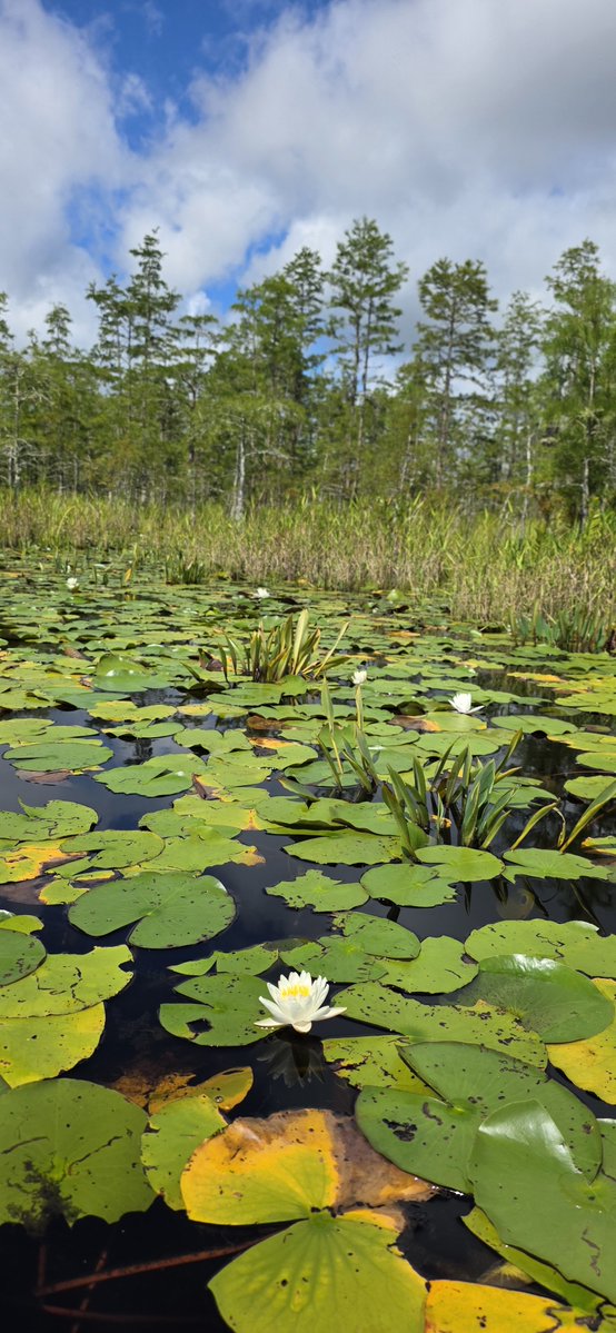Oldcrow2001's tweet photo. Treasures  Okefenokee. https://t.co/8ynYnuhaIK