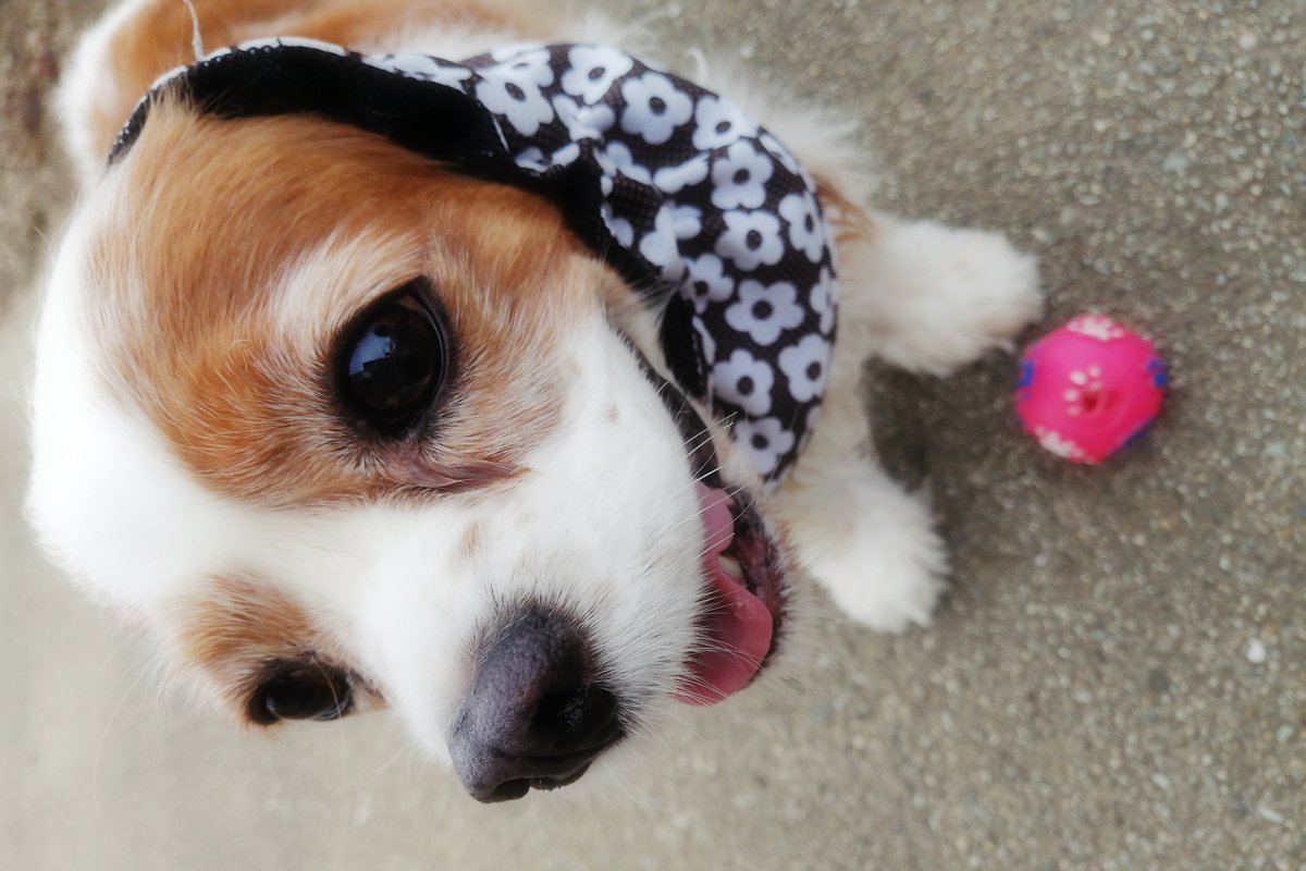 latte_time's tweet photo. 生後9年0ヶ月20日 🐶
#dog #cavalier #キャバリア https://t.co/Rhk9jSfEy4