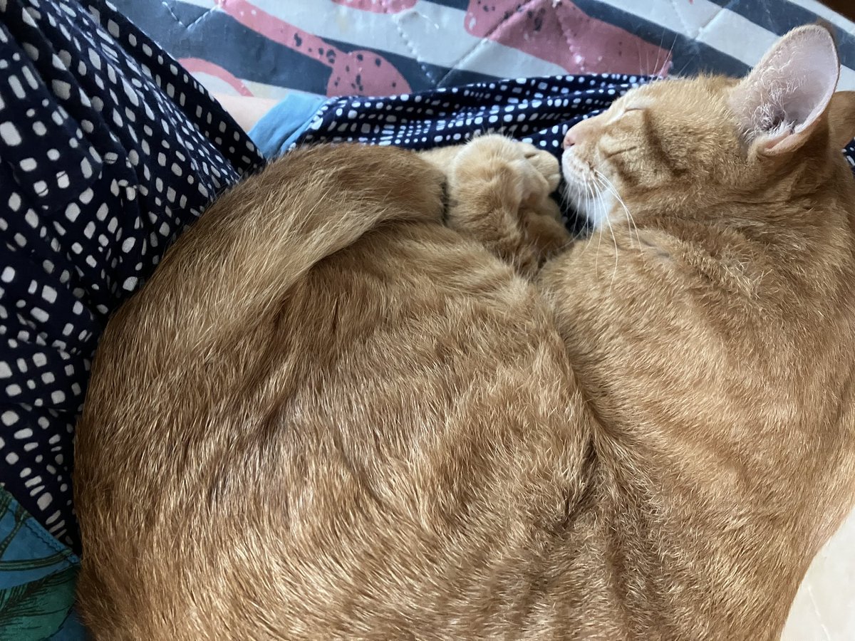 shokopenworks's tweet photo. 女子はみんな「撫でてー」「構ってー」って来るけど、男子はみんな黙って乗って寝る
にゃんこも性別によって甘え方が違うんだなー…

#にゃんこ
#大家族 https://t.co/3wcJDcazD3