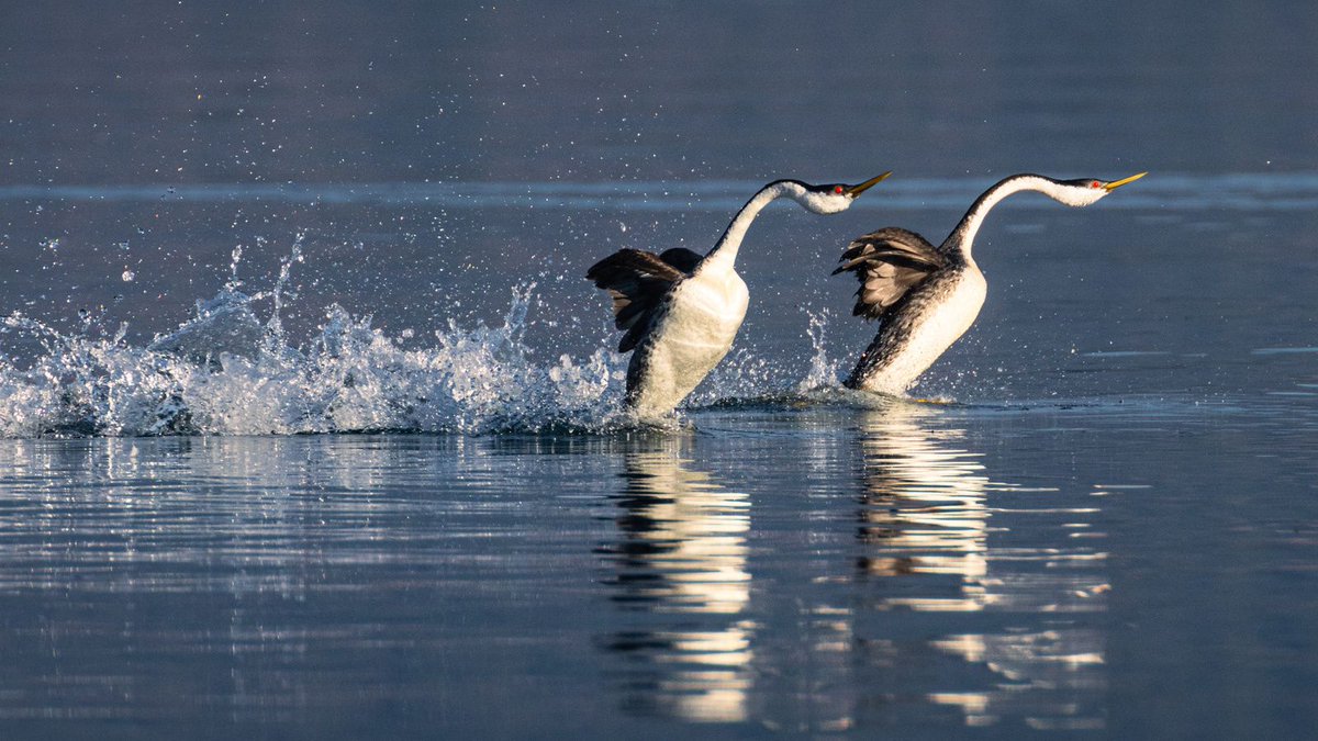 tpeakphotos's tweet photo. Weeks of failed attempts finally paid off — two Western Grebes mid-rush on Eagle Lake, running broadside in perfect light, throwing up a wake that'd make that "no wake" buoy blush.

#WorldWildlifeDay
#WesternGrebe
#tpeakphotos https://t.co/2DIVLxil7M