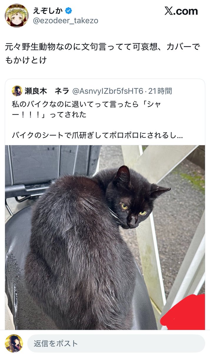 AsnvyIZbr5fsHT6's tweet photo. 多分説明しても理解できないだろうから直接は言わないけど一応

日本に元々いる猫はツシマヤマネコとイリオモテヤマネコです
野良猫と言われている猫は人間が持ち込んだ外来種です

その外来種が原因で日本に元々いる野生動物が被害に遭って数を減らして問題になっています

あと、カバーはしてます https://t.co/hBM52SCEII