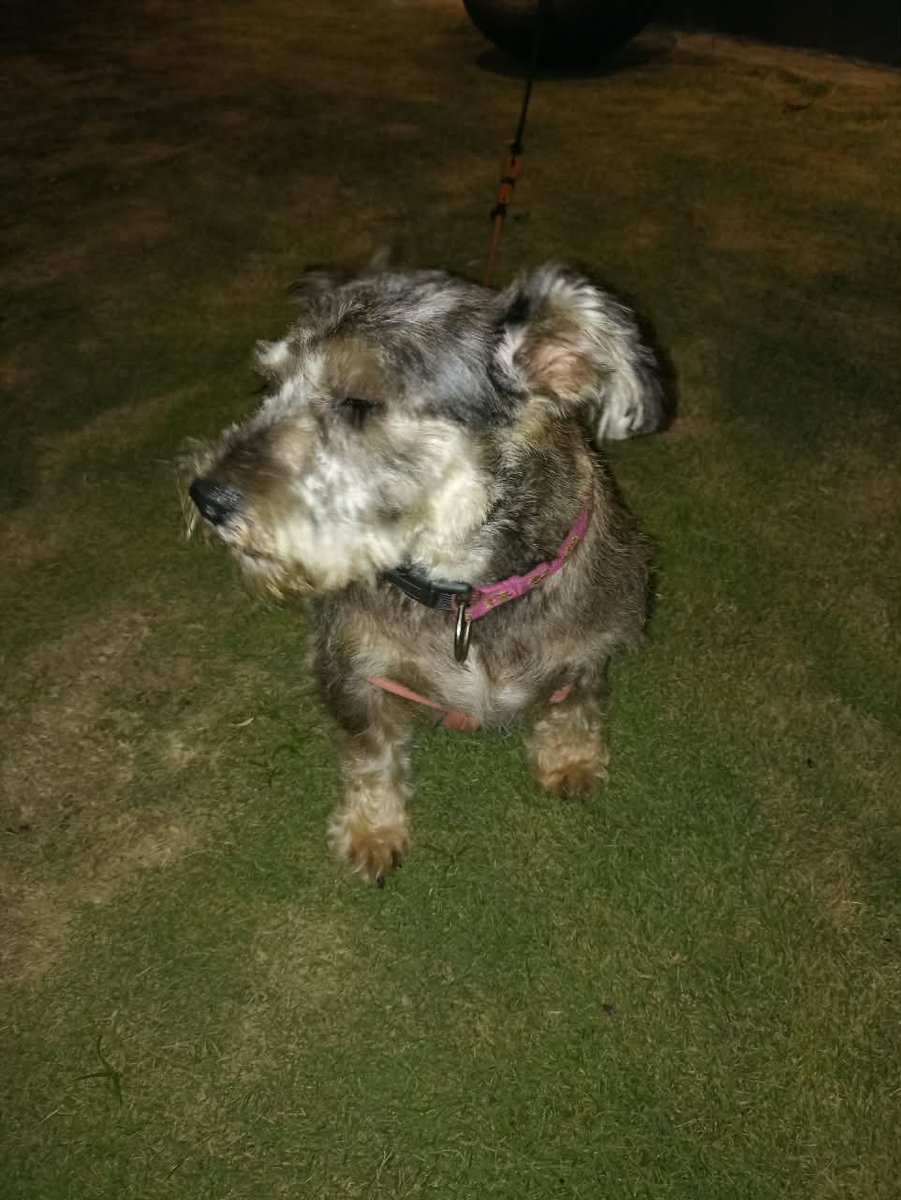eabusad's tweet photo. Han encontrado hoy esta perrita Schnauzar en Miraflores, altura de la playa Waikiki en la Costa Verde. Si alguien la conoce, me avisa. Gracias. https://t.co/IAbPGPkLYb