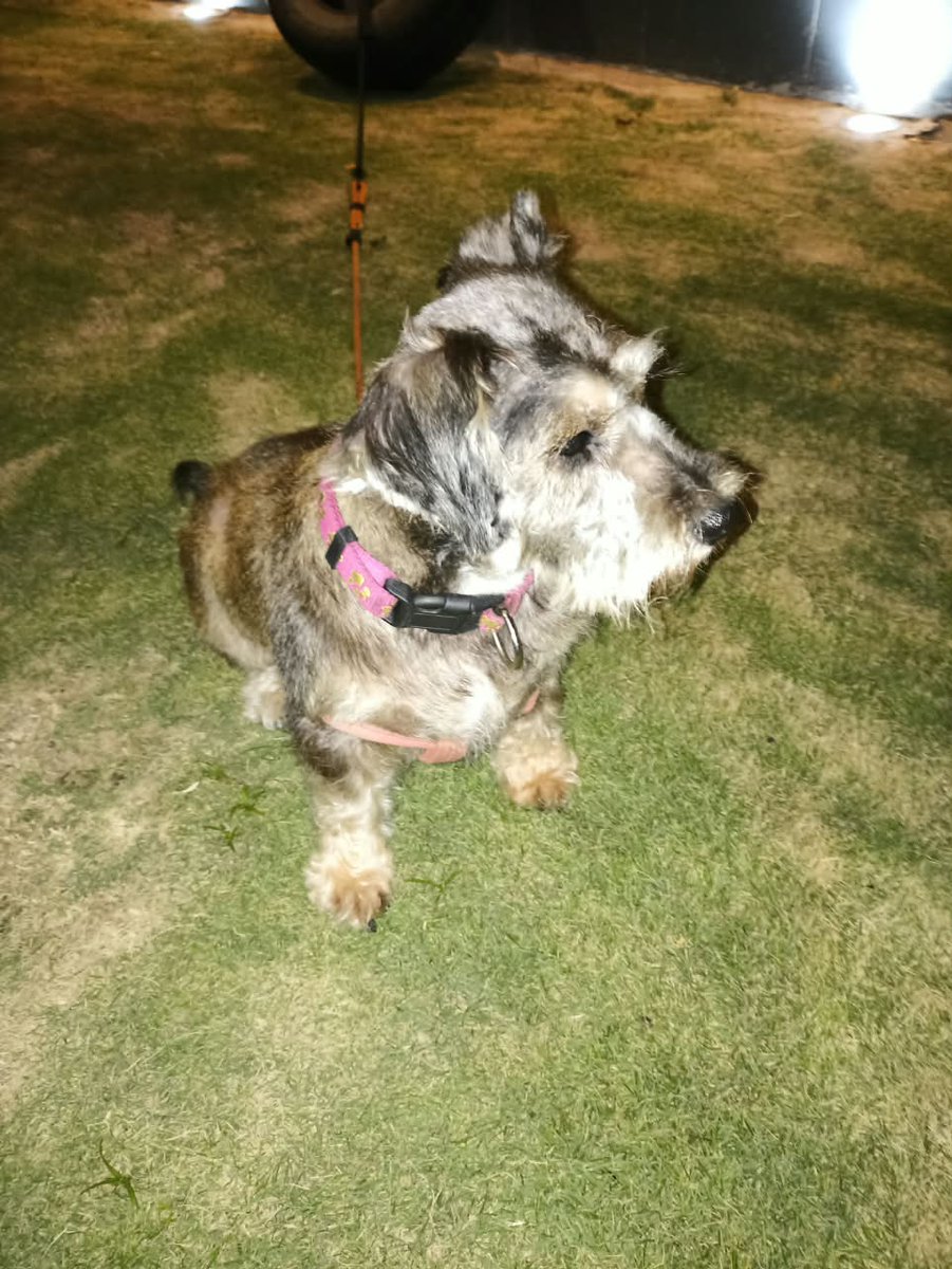 eabusad's tweet photo. Han encontrado hoy esta perrita Schnauzar en Miraflores, altura de la playa Waikiki en la Costa Verde. Si alguien la conoce, me avisa. Gracias. https://t.co/IAbPGPkLYb
