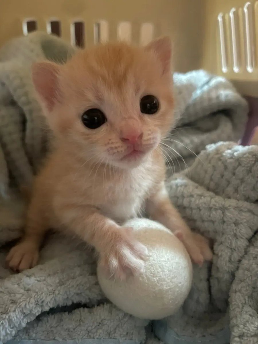 1004moolzugi's tweet photo. 아씨 나는야짜빠게티요리사도 아니고 나는야 알요리사임 알매끈매끈 디게잘삶음 그리고 알을 디게많이먹음 이건 사실상 알요리짜파게티토핑 이죠 https://t.co/pngRHMX2Ac