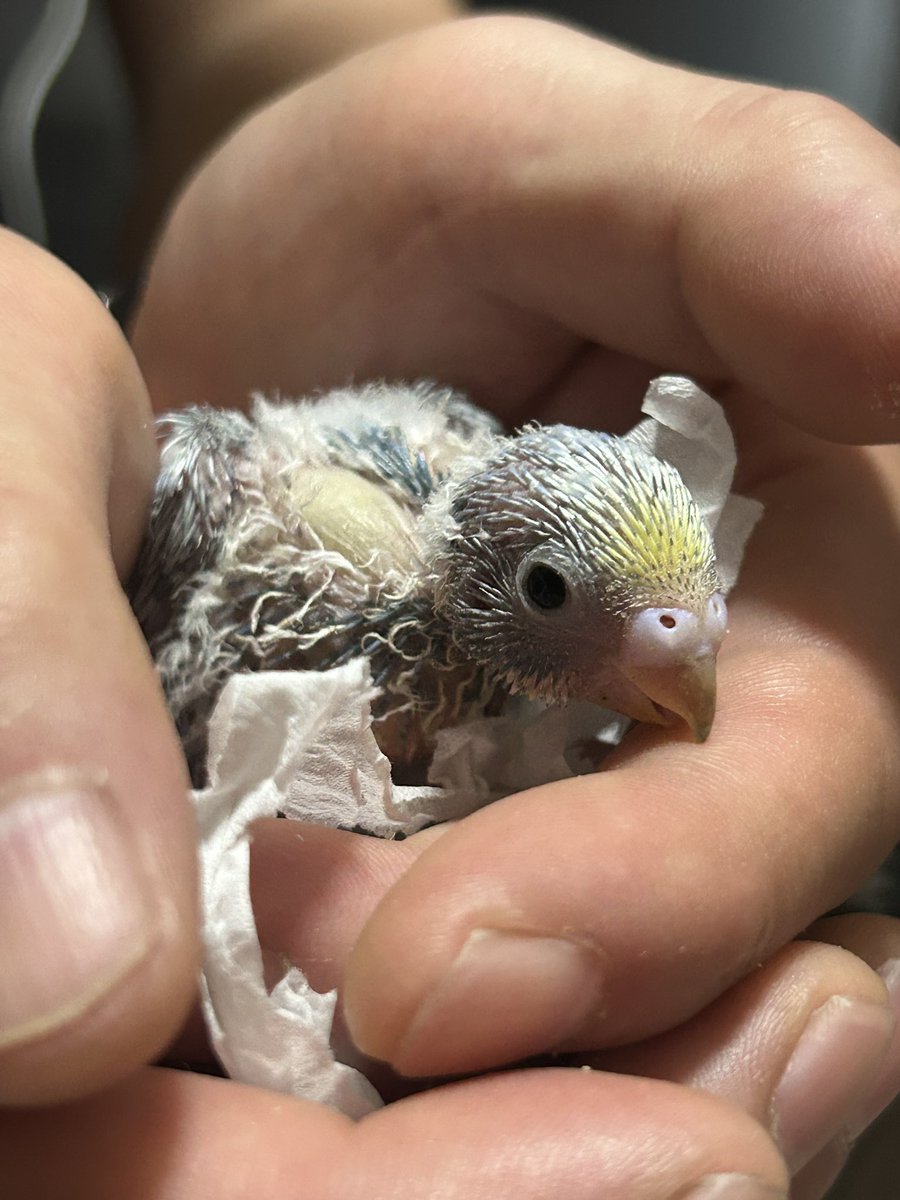 217_wachiko's tweet photo. 初お披露目 です！
✧p📷qω•,,´)ﾊﾟｼｬ✧

8月10日頃生まれた
セキセイインコのヒナ
お迎えしまして
今日で1週間
ホッ(*´∀｀)-３
1日4回のさし餌 たくさん食べてくれて、たくさん鳴いて、たくさんうんこしてくれるいい子な「まるる」ちゃんです！

1枚目は お迎え当日
2枚目は 今日 https://t.co/IerzOuiH1L