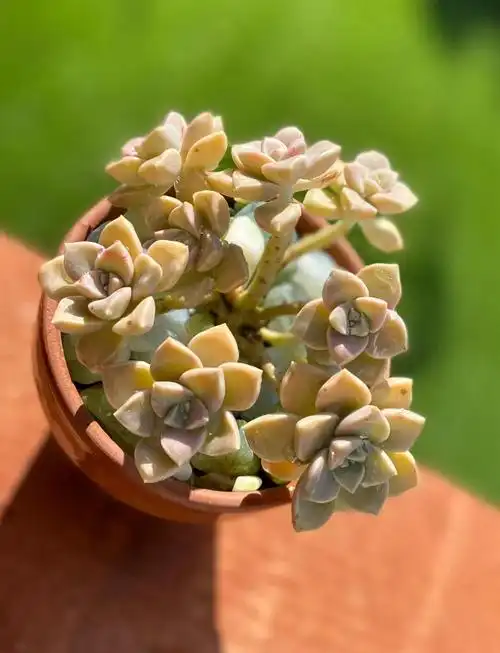 merita_82's tweet photo. Just upcycled old glass jars into cute mini plant pots  No fancy skills needed, anyone can try this quick DIY! https://t.co/jayoPy8jES