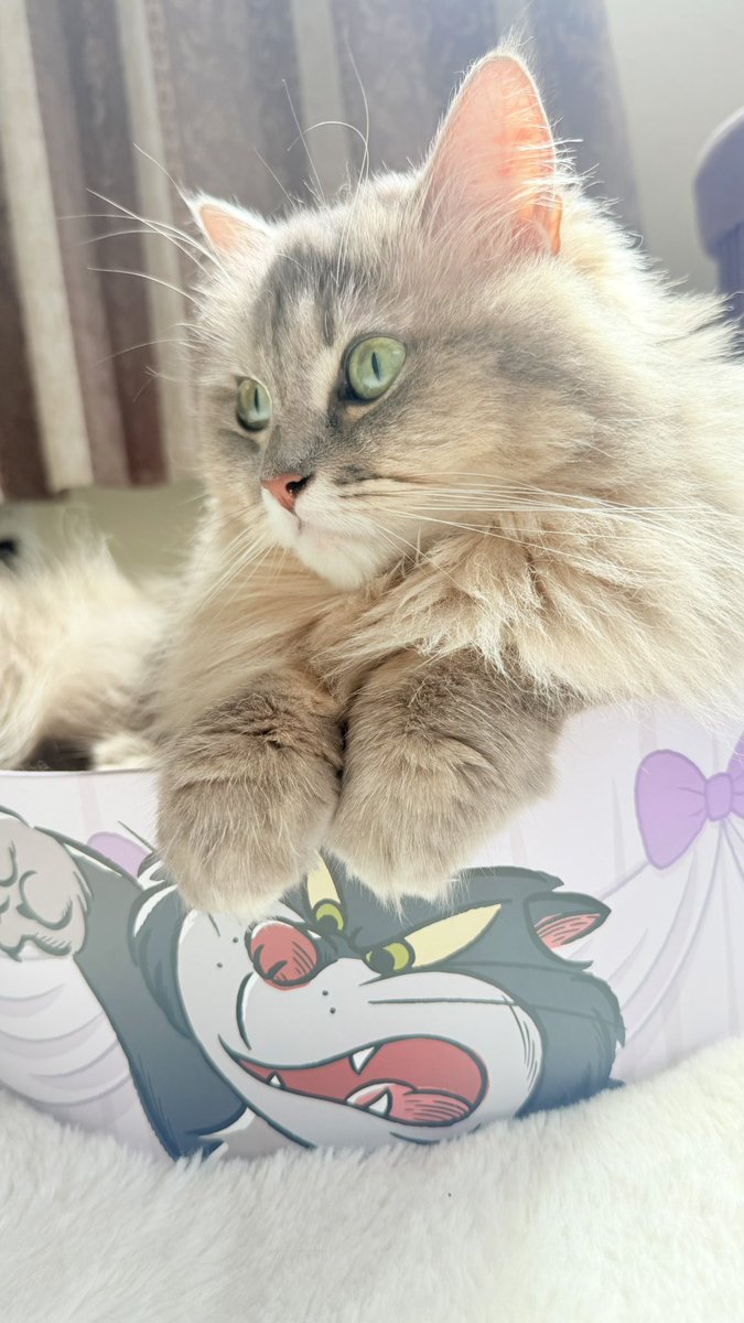 lua_lua_x_x's tweet photo. ルシファー となかよくひなたぼっこ ☀️
本日は風が強いにゃん🌪️

#猫のいる暮らし #猫の日常 #猫のいる生活 
#猫好きさんと繋がりたい #猫　#ミヌエット https://t.co/Ey8zI6Vi5J