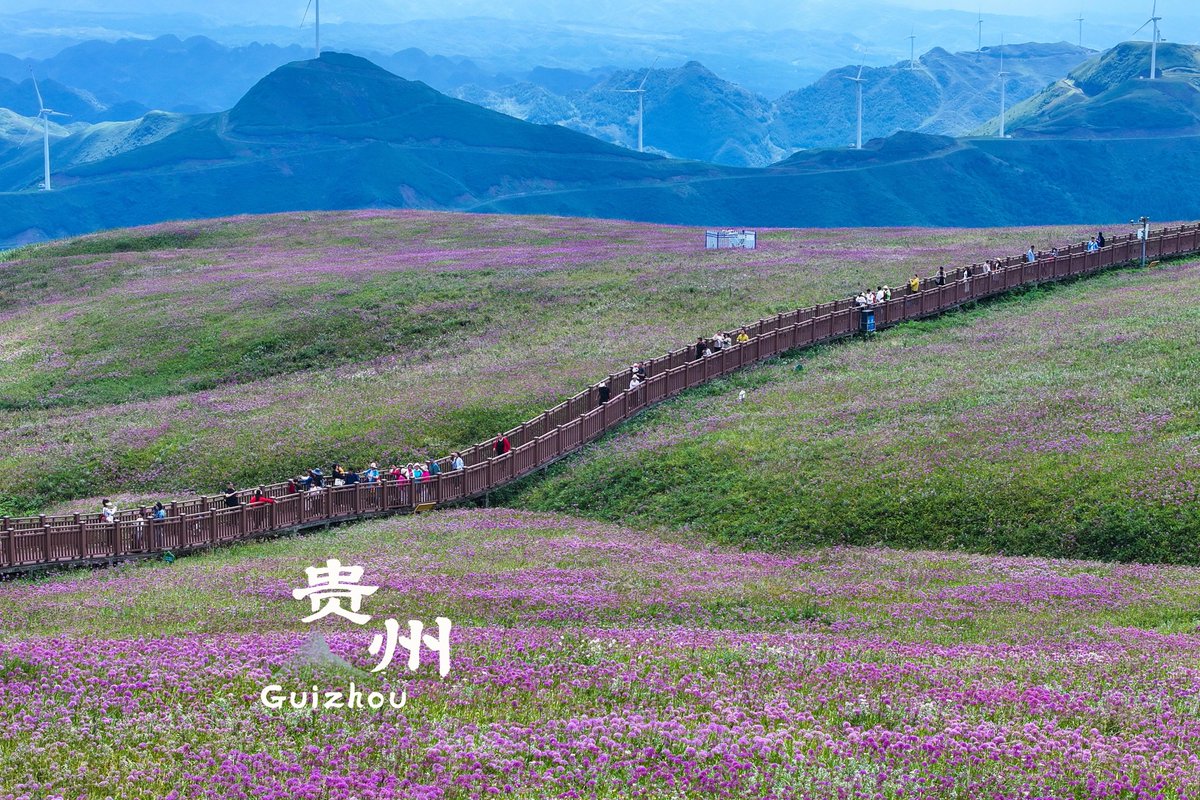 FlyOverChina's tweet photo. A sea of wild leek flowers is blooming across the mountain ridges of Bijie, Guizhou ⛰
The hills are covered in blossoms that roll on for miles, with misty peaks in the background. 
Come for the flowers and stay for the views. 

📍 #Bijie, #Guizhou Province
#ChinaTravel https://t.co/8XUFPs1vko
