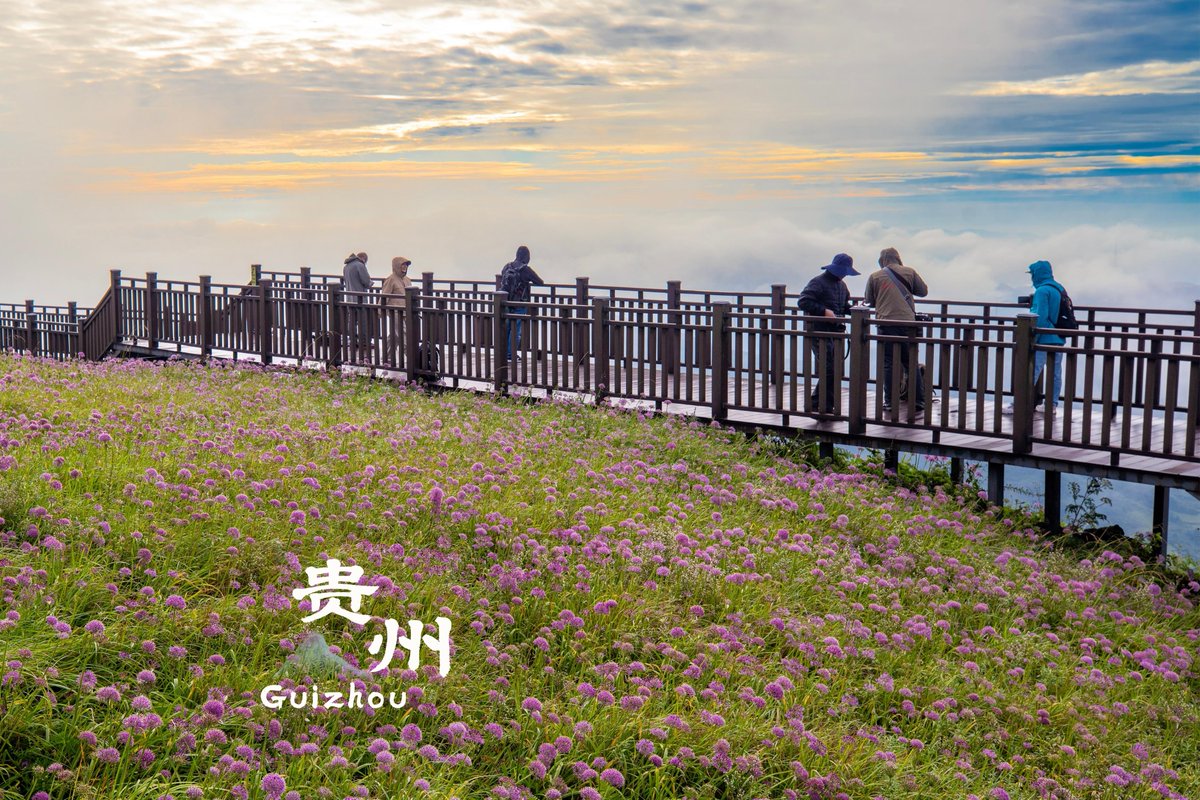 FlyOverChina's tweet photo. A sea of wild leek flowers is blooming across the mountain ridges of Bijie, Guizhou ⛰
The hills are covered in blossoms that roll on for miles, with misty peaks in the background. 
Come for the flowers and stay for the views. 

📍 #Bijie, #Guizhou Province
#ChinaTravel https://t.co/8XUFPs1vko