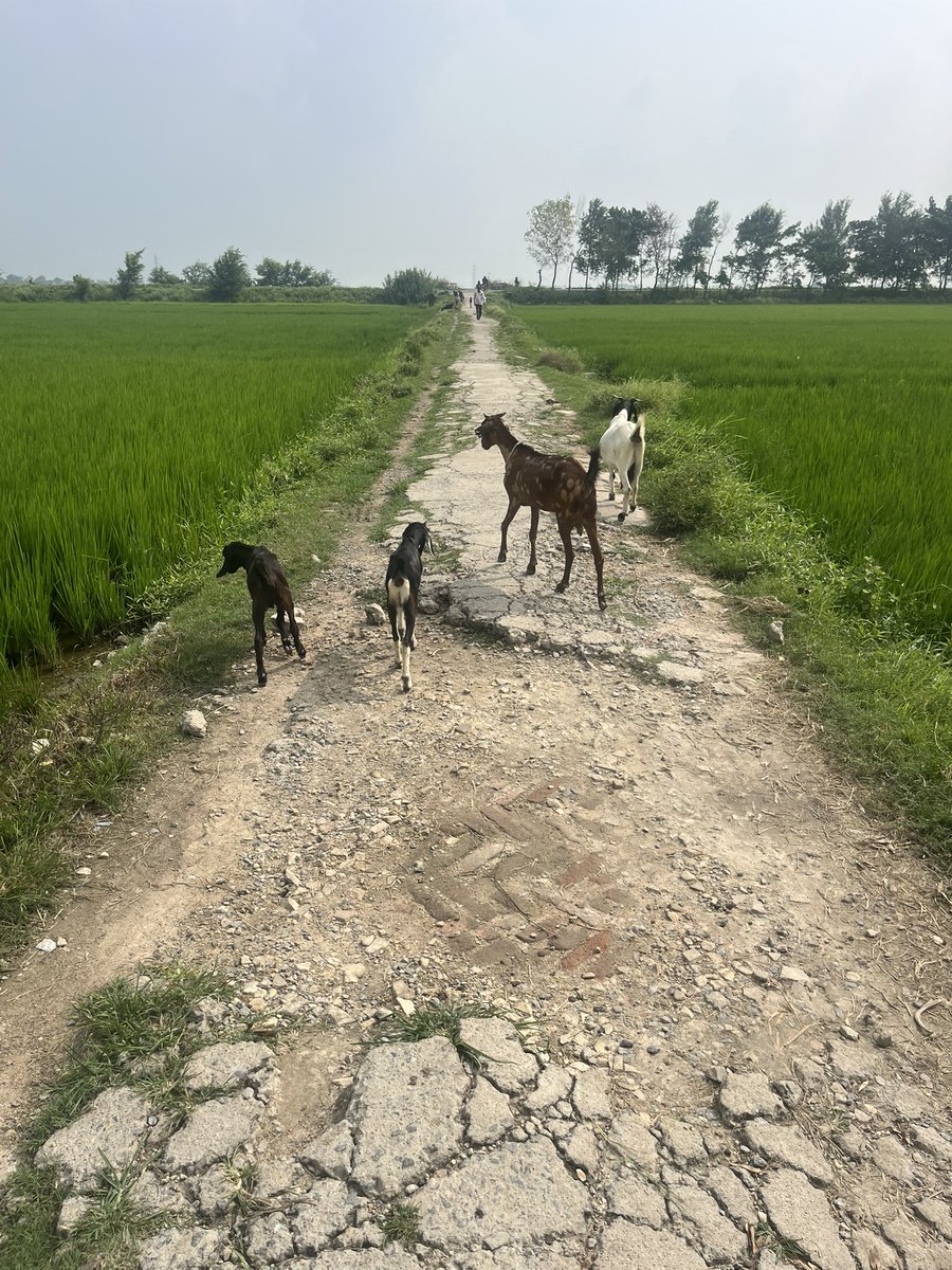 vk_20's tweet photo. सिद्धार्थनगर, बांसी के डुमरियागंज रोड पर कई वर्ष से बैदौली कला से बैदौली खुर्द होते हुए नहर तक की सड़क अत्यंत जर्जर है। महोदय, कृपया संज्ञान लेकर शीघ्र मरम्मत कराने की कृपा करें। @narendramodi @myogiadityanath @InfoDeptUP @dmsid1 @BJP4UP @BJP4India @myogioffice @UPGovt https://t.co/9uwSW1gaaS